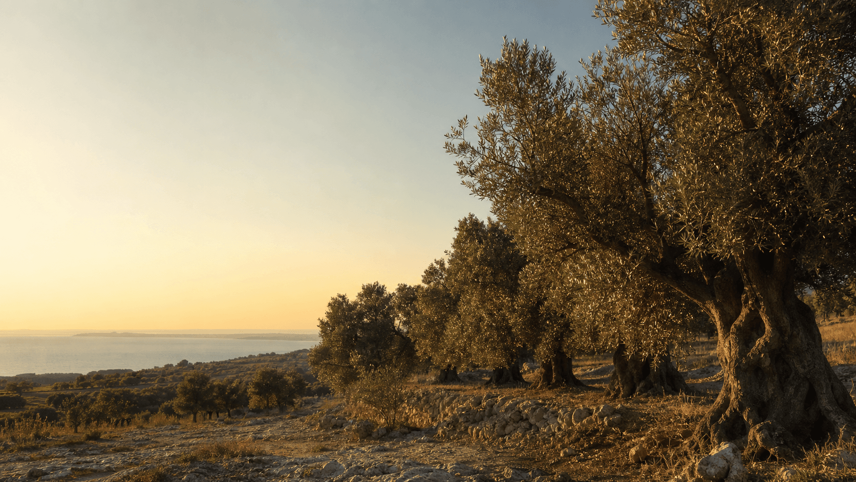 Olijfgaard van Puro Puglia bij warm avondlicht